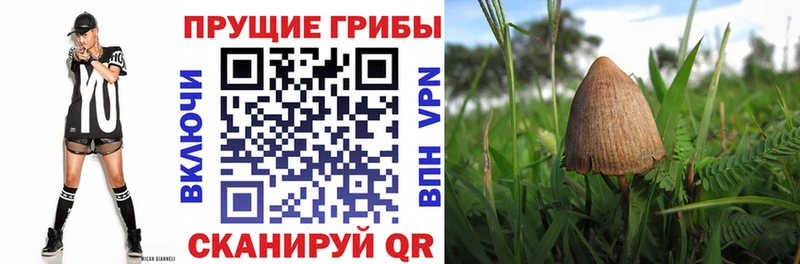 Галлюциногенные грибы мицелий  Гатчина 